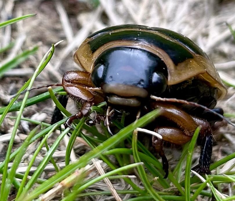A large Dytiscus beetle (water beetle) finds itself outside its normal wetlands habitat. Likely dropped in the woods by a bird.